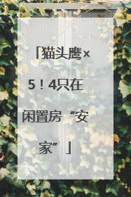 猫头鹰×5！4只在闲置房“安家”