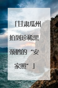 甘肃瓜州拍到珍稀黑颈鹤的“安家照”