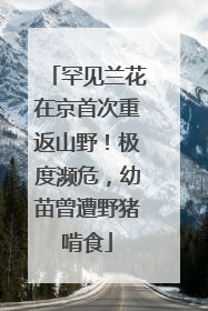 罕见兰花在京首次重返山野！极度濒危，幼苗曾遭野猪啃食