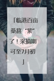 临港百亩桑葚“紫”了！采摘期可至7月初