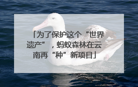 为了保护这个“世界遗产”，蚂蚁森林在云南再“种”新项目