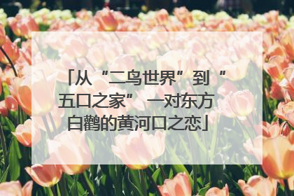 从“二鸟世界”到“五口之家” 一对东方白鹳的黄河口之恋