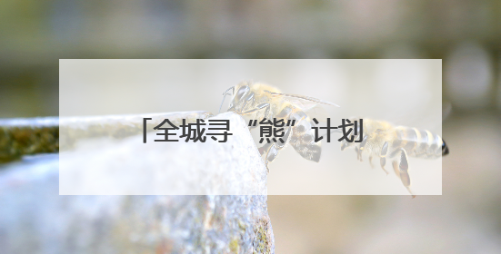 全城寻“熊”计划启动！无锡博物院“博物熊抱集”来了