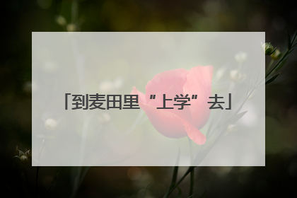到麦田里“上学”去
