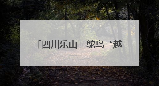 四川乐山一鸵鸟“越狱”马路狂奔，目击者：时速超40码，还对我“笑”了下