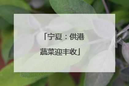 宁夏：供港蔬菜迎丰收