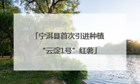 宁洱县首次引进种植“云淀1号”红薯