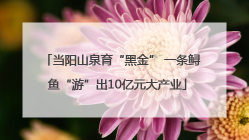 当阳山泉育“黑金” 一条鲟鱼“游”出10亿元大产业