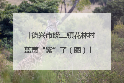 德兴市绕二镇花林村蓝莓“紫”了（图）