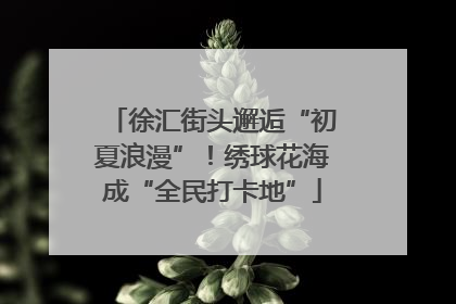 徐汇街头邂逅“初夏浪漫”！绣球花海成“全民打卡地”