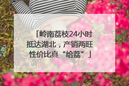岭南荔枝24小时抵达湖北,产销两旺性价比真“给荔”