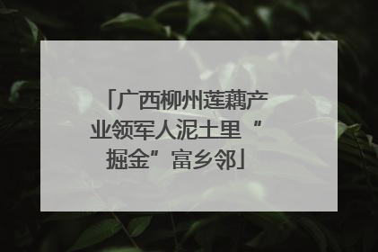 广西柳州莲藕产业领军人泥土里“掘金”富乡邻