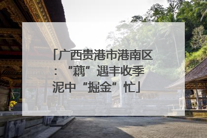 广西贵港市港南区：“藕”遇丰收季 泥中“掘金”忙