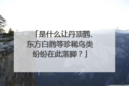 是什么让丹顶鹤、东方白鹳等珍稀鸟类纷纷在此落脚？