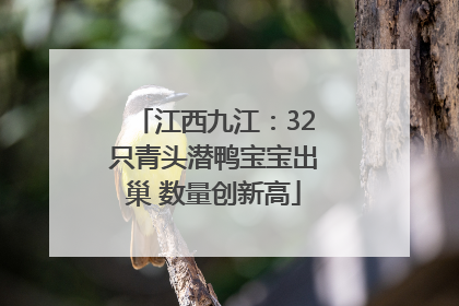 江西九江：32只青头潜鸭宝宝出巢 数量创新高