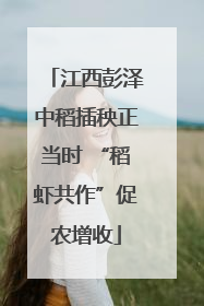 江西彭泽中稻插秧正当时 “稻虾共作”促农增收