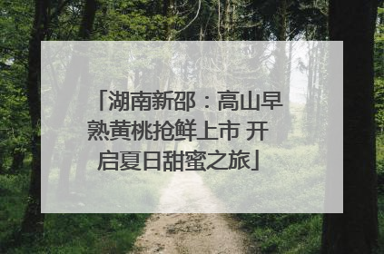 湖南新邵:高山早熟黄桃抢鲜上市 开启夏日甜蜜之旅