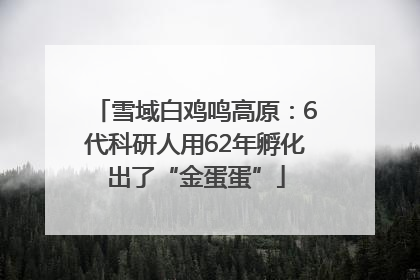 雪域白鸡鸣高原：6代科研人用62年孵化出了“金蛋蛋”