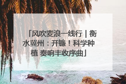 风吹麦浪一线行｜衡水冀州：开镰！科学种植 奏响丰收序曲